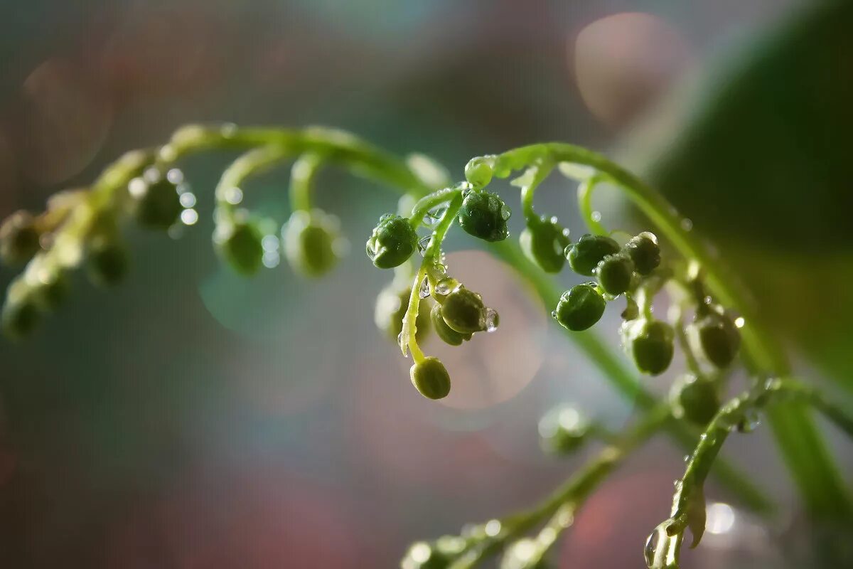 Некоторые бутоны ландышей тоже раскрылись бурые листья. Некоторые бутоны ландышей тоже раскрылись бурые листья. Зеленые цветы. Некоторые бутоны ландышей тоже раскрылись бурые листья. Ирис нераскрывшейся бутон.