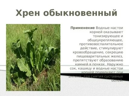 Хрен рассказы