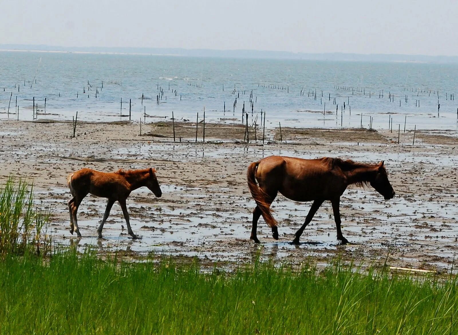 Wild horse islands the hunt. Вилд хорсе Исланд. Деревенские лошади. Дикие лошади на Кольском полуострове. Острова дикой лошади Клайд.