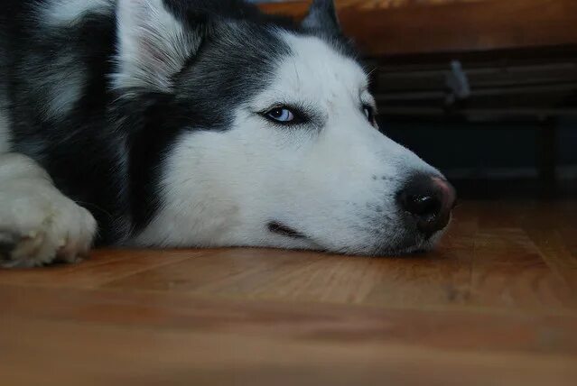 Сколько живут хаски. Срок жизни сибирской хаски. Щенки породы хаски. Продолжительность жизни хаски. Жизнь с хаски.