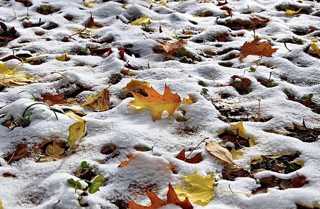 Пестрый снег. Природные явления осенью. Природные явления осен. Осень снег. Первый снег.
