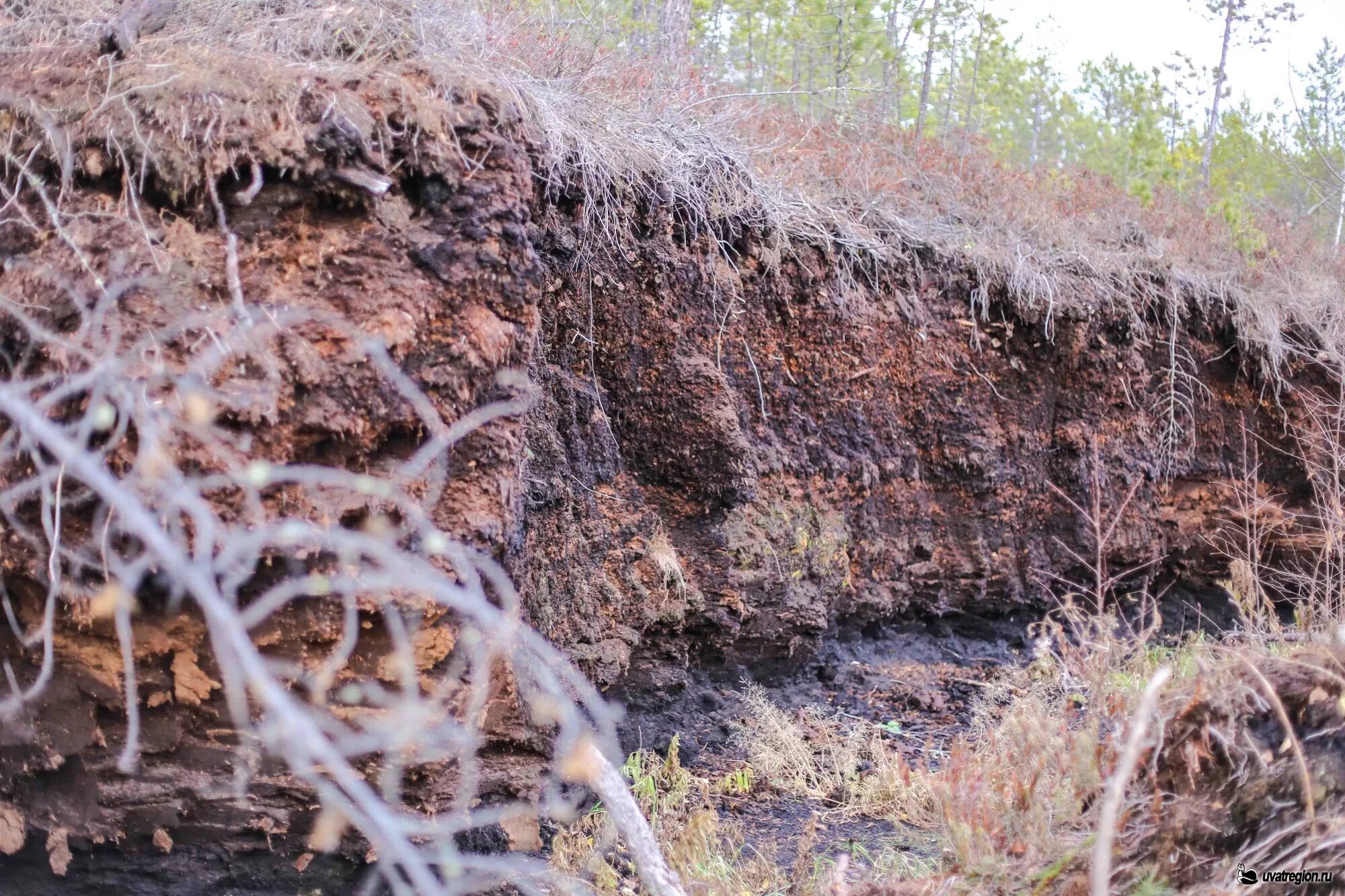 Болота запасы торфа. Торфяное месторождение Западной Сибири. Отложения торфа. Торфяник добыча. Болотные отложения.