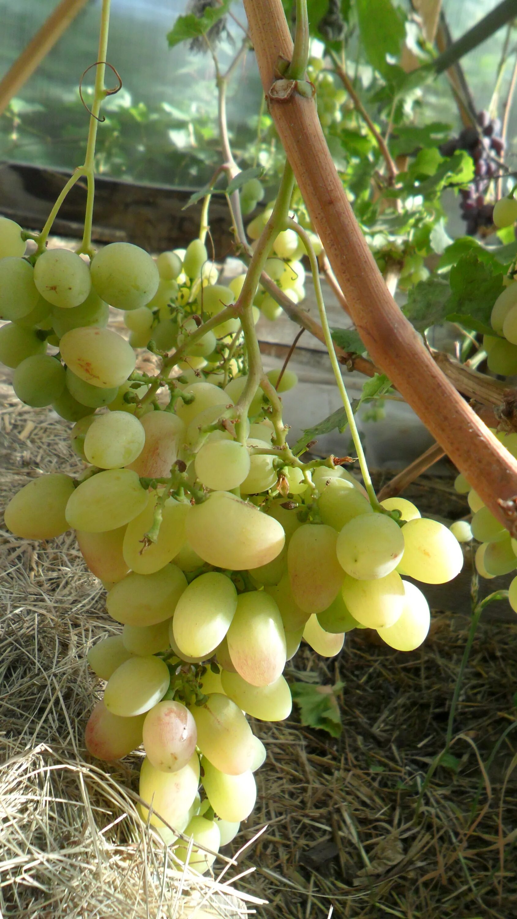 сорт винограда белая акация. розоцветные белая акация. виноград белая акация описание сорта. сорт винограда дарья. виноград белая акация описание сорта.