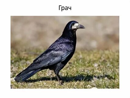 Грачи точка