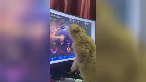 Кошки на экране видео со звуком