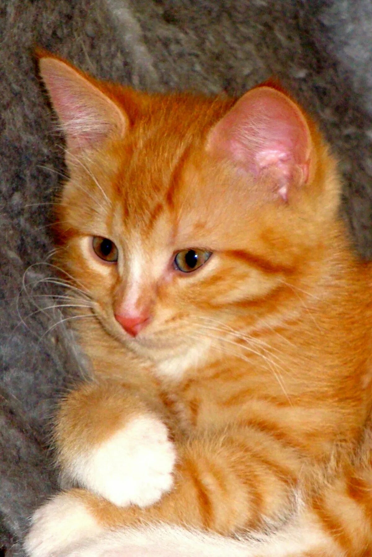 F I P Cats #CatsEatingGrass Post:7096534431 Orange tabby cats, Beautiful cats, O