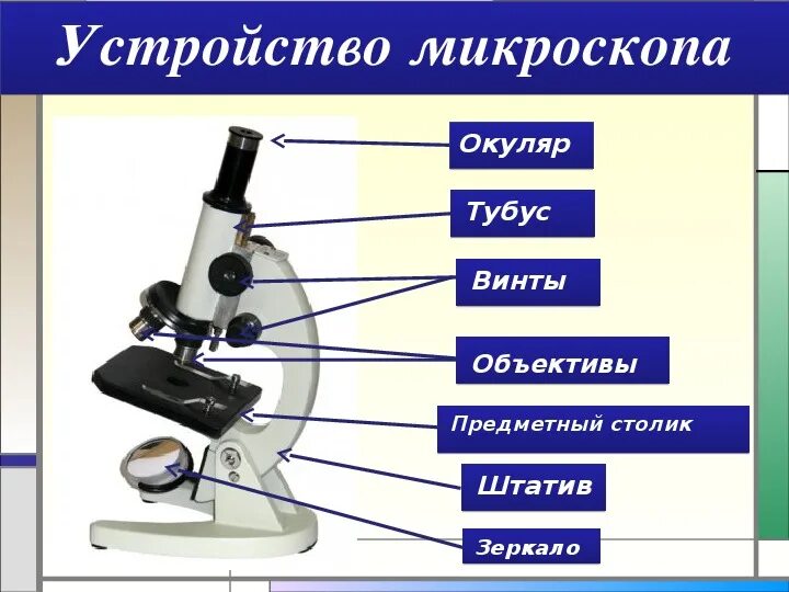 Для чего зеркало в микроскопе. Строение микроскопа тубус. Что такое окуляр в микроскопе 5 класс биология. Что такое штатив в микроскопе биология 5. Микроскоп тубус окуляр объектив.