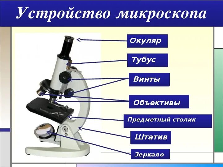 Микроскоп прибор для изучения. Микроскоп тубус окуляр объектив. строение увеличительных приборов микроскоп. строение микроскопа тубус. микроскоп строение окуляр функция.