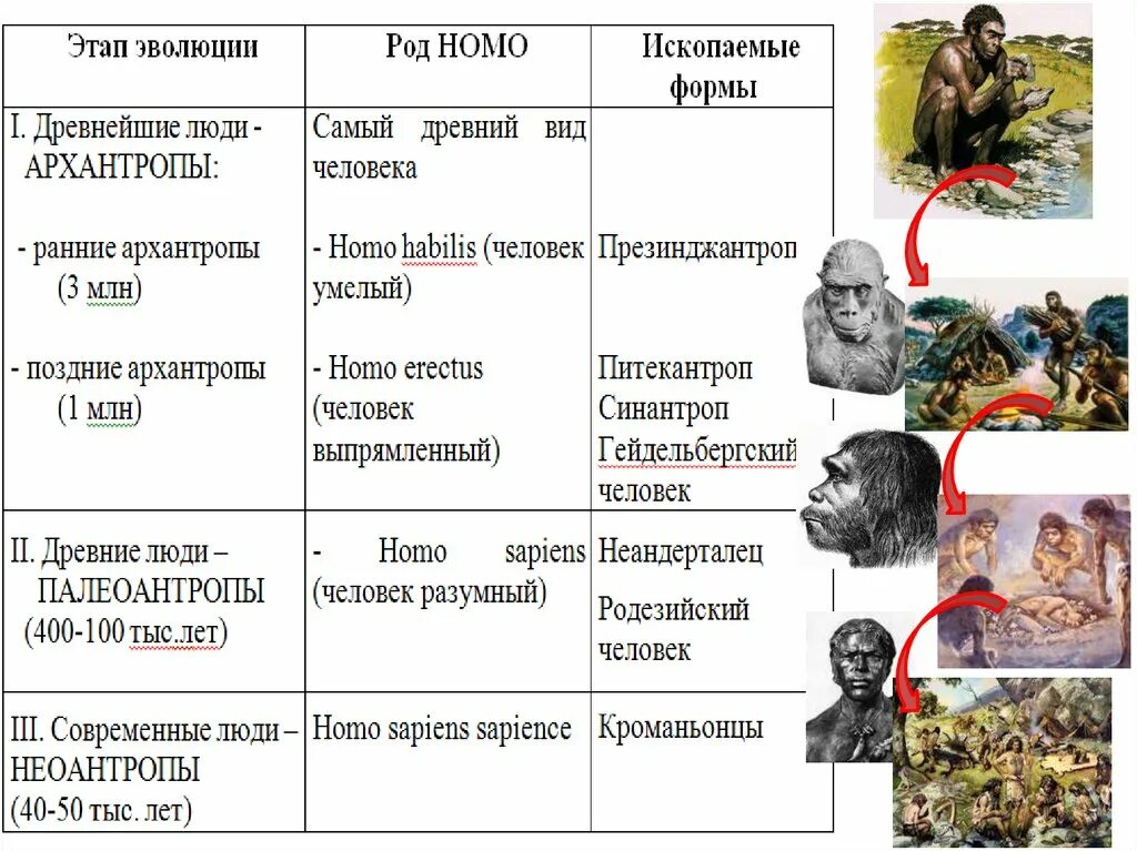 Древние люди в хронологической последовательности. Таблица основные этапы антропогенеза таблица 11 класс. Этапы эволюции человека таблица архантропы. Основные этапы эволюции человека антропогенеза таблица. Этапы эволюции человека таблица австралопитек.