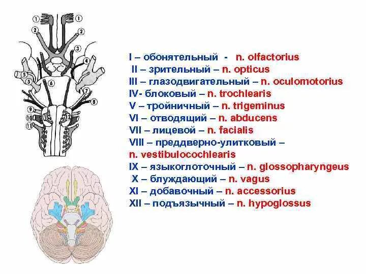 12 Пар черепных нервов схема. Черепно-мозговые нервы 12 пар анатомия. Ядра черепно мозговых нервов названия. Обонятельные Черепные нервы ядра.
