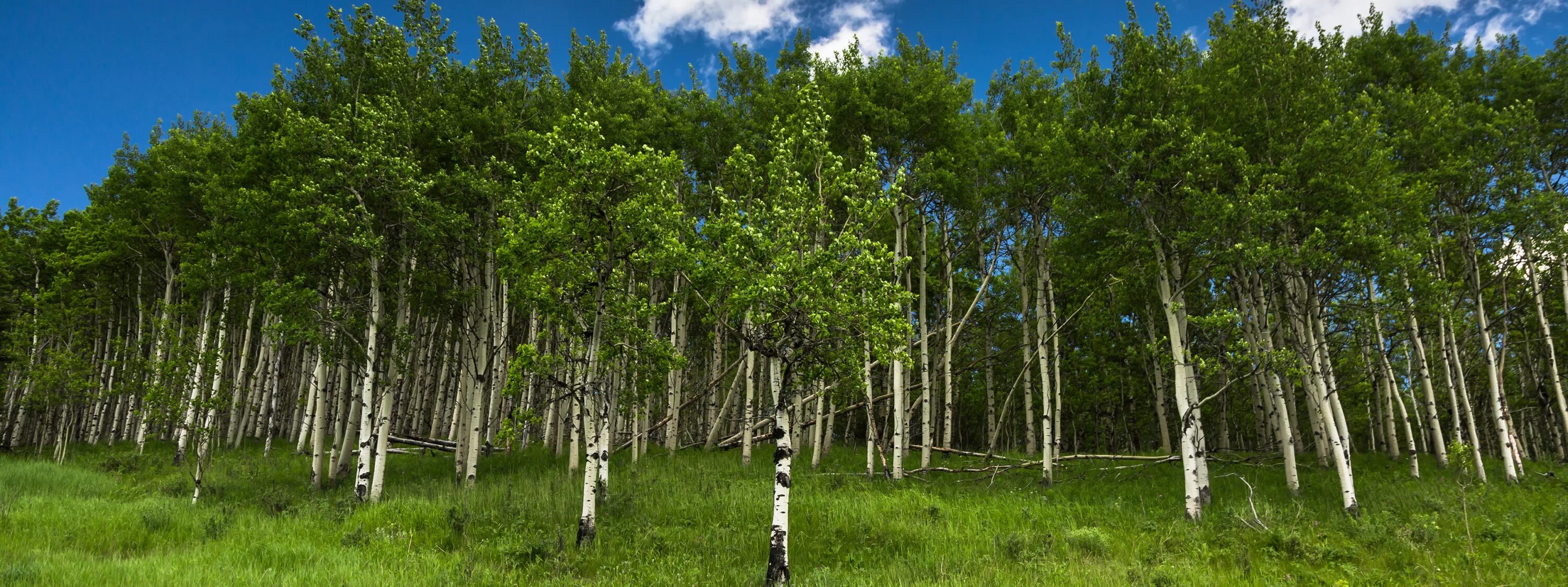 ствол березы. березняк, березовая роща. широколиственные леса береза. берёза кенайская. березовая роща ходынка.