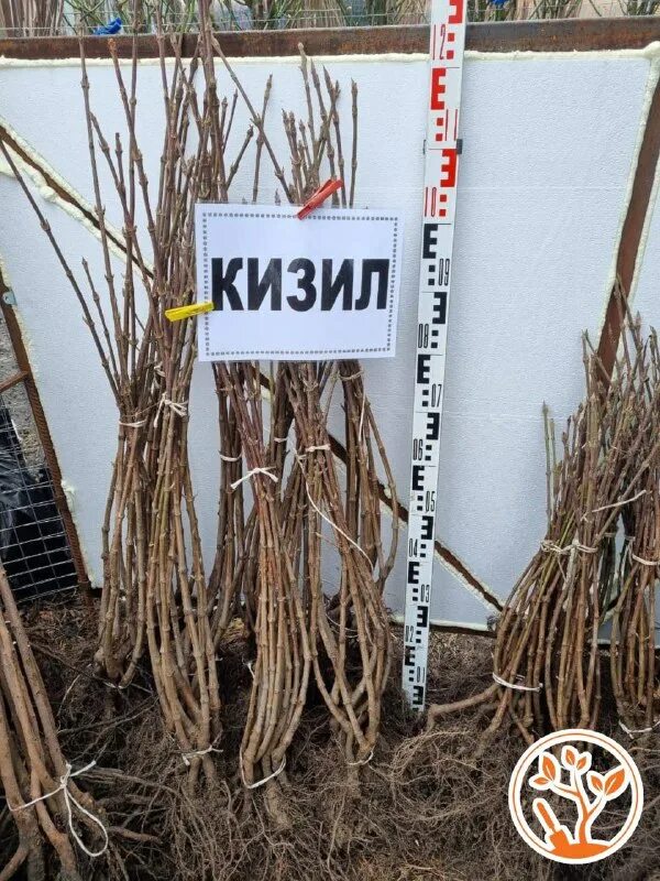 Гарден класс саженцы отзывы покупателей. Сейма гарден володарск. Гарден класс саженцы отзывы покупателей. Реклама саженцев цветов. Саженцы гарден класс.