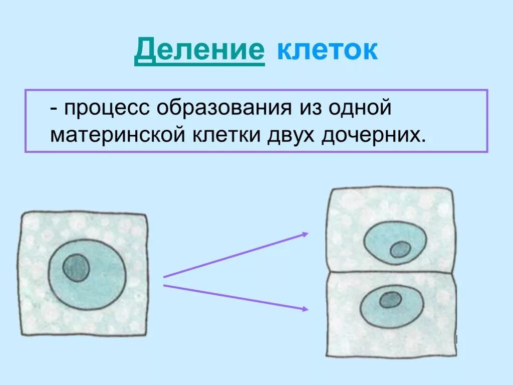 Деление клетки биологический процесс