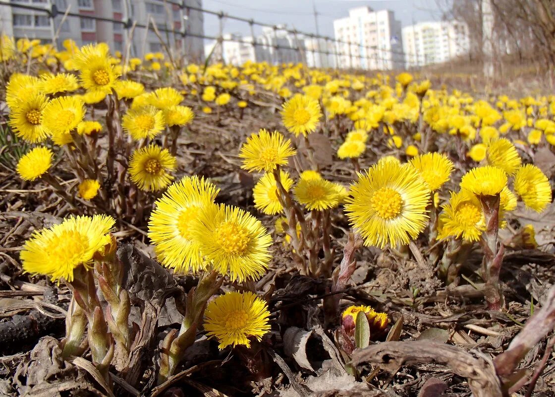 Мать и мачеха купить. Мать-и-мачеха. Мать и мачеха в городе. Матьимачеха трава. Мать-и-мачеха обыкновенная.