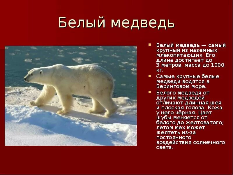 Картинки БУРЫЙ МЕДВЕДЬ КРАТКАЯ ИНФОРМАЦИЯ