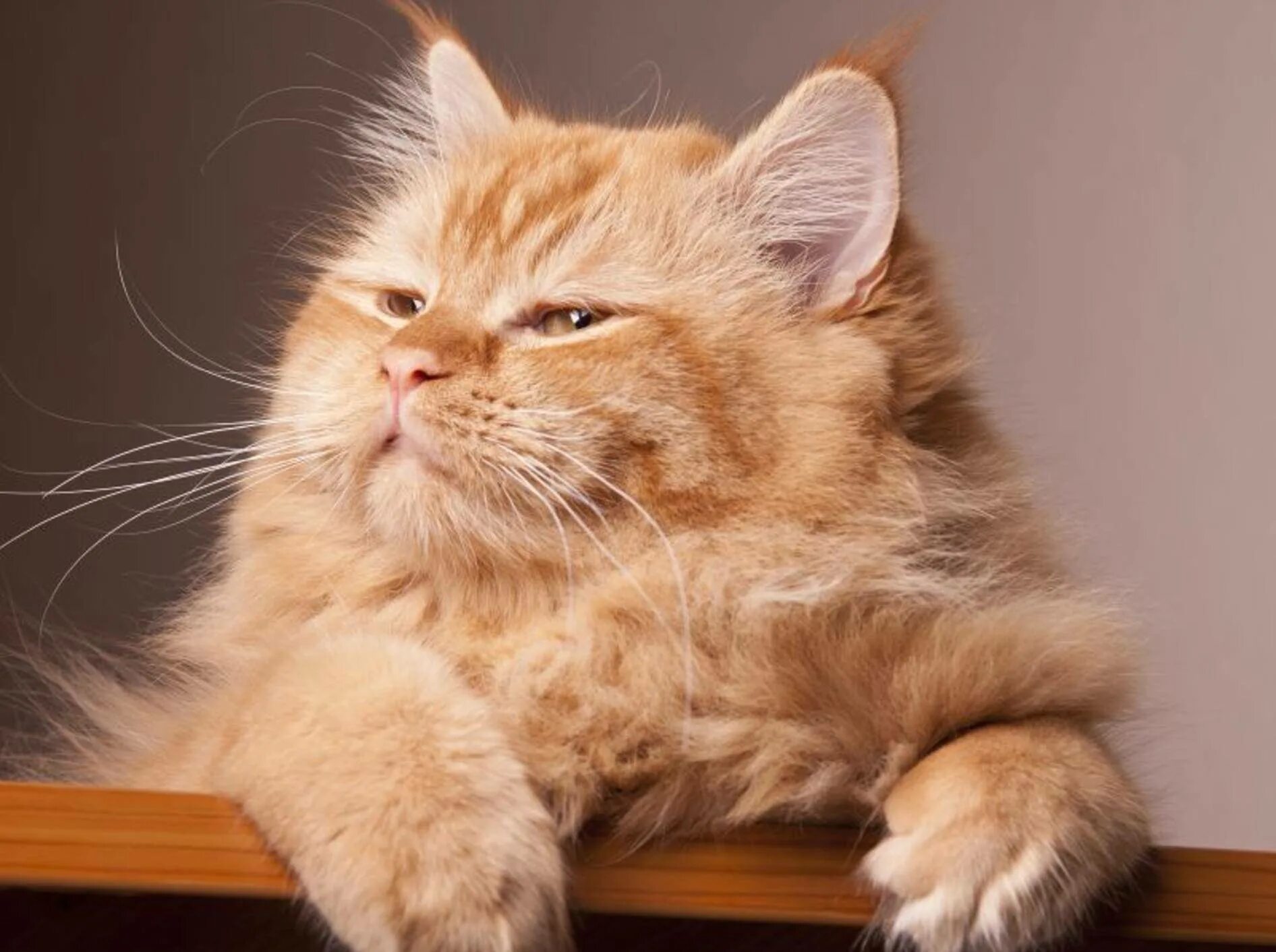 кошка с поднятой лапой. счастливая красивая девушка. шатенка. счастливая кошка. рыжий кот.