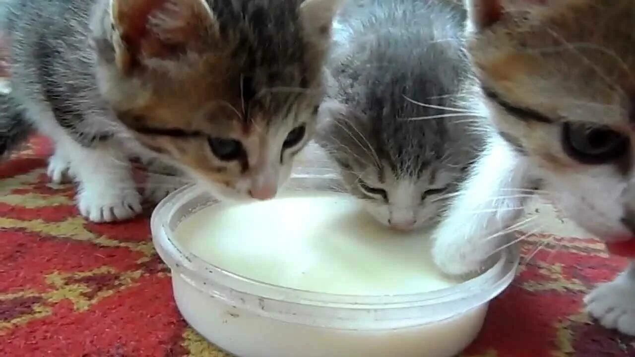 Можно ли котам давать творог