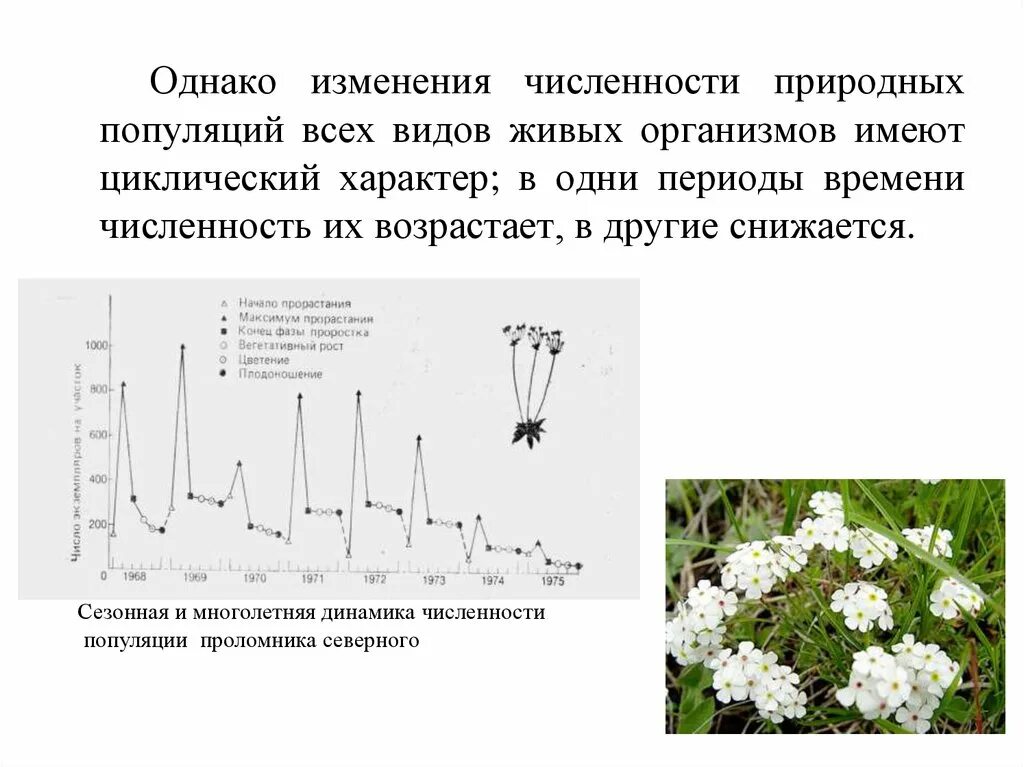 Сезонная динамика численности популяции. Сезонный Тип динамики численности популяций. Изменение численности популяции. Многолетний Тип динамики численности.