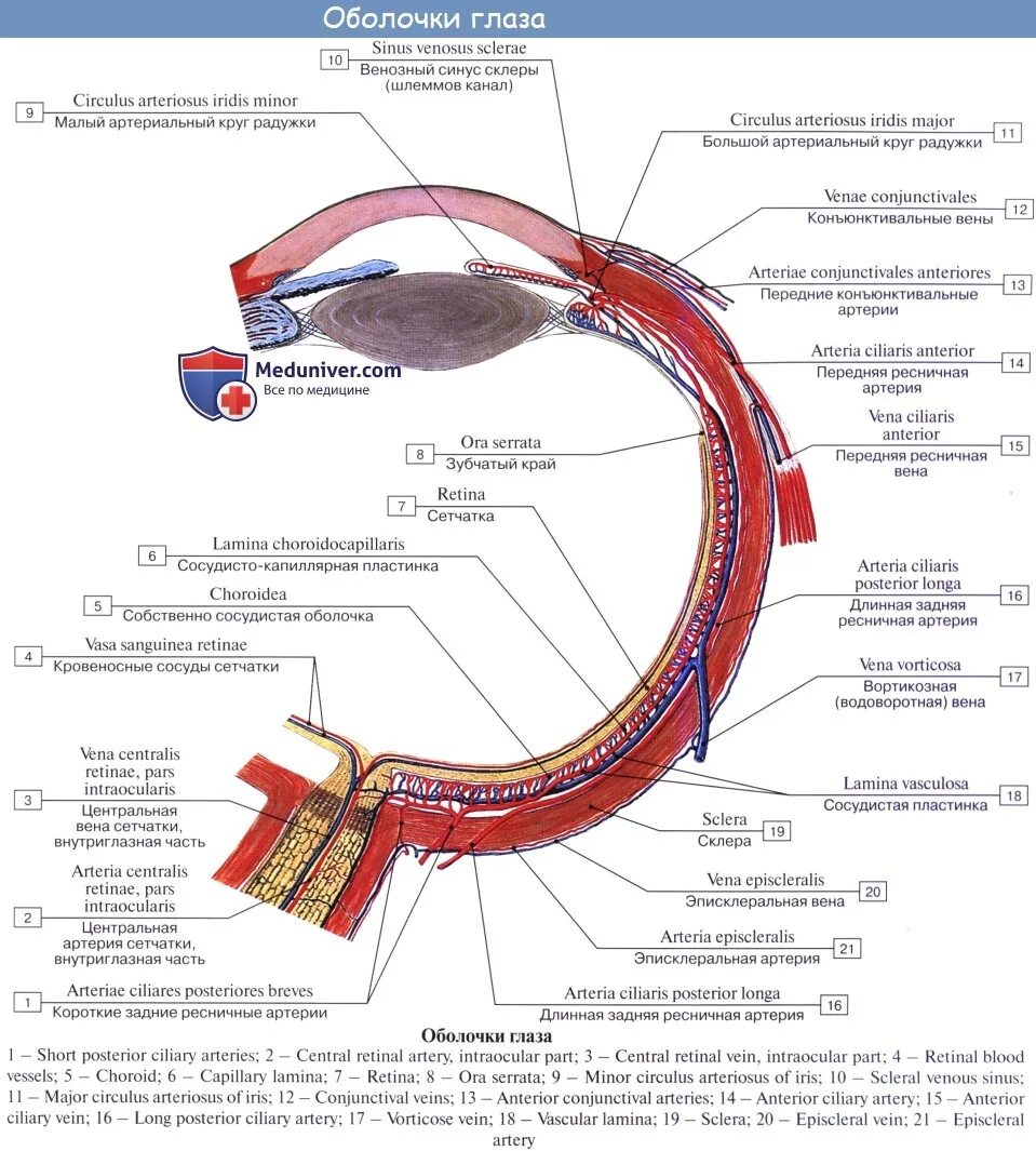 Сосудистая оболочка вид спереди. Кровоснабжение глазного яблока анатомия. Строение сосудистой оболочки глаза. Задние Ресничные артерии. Кровообращение зрения