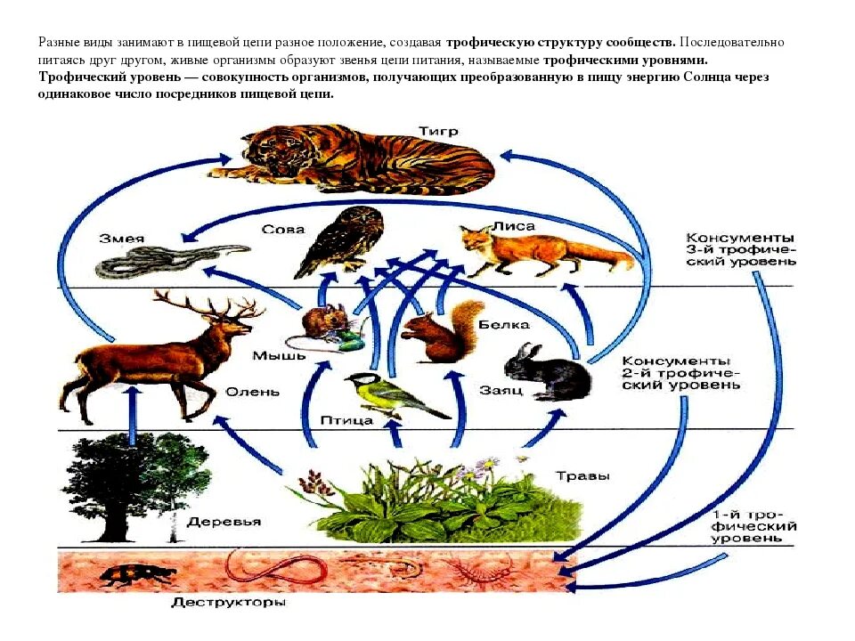 Какова роль производителей в пищевой цепи биология. Пищевая сеть 5 класс биология. Цепочка питания биология 5. Пищевые Цепочки 5 класс биология. Трофические уровни в цепи питания.