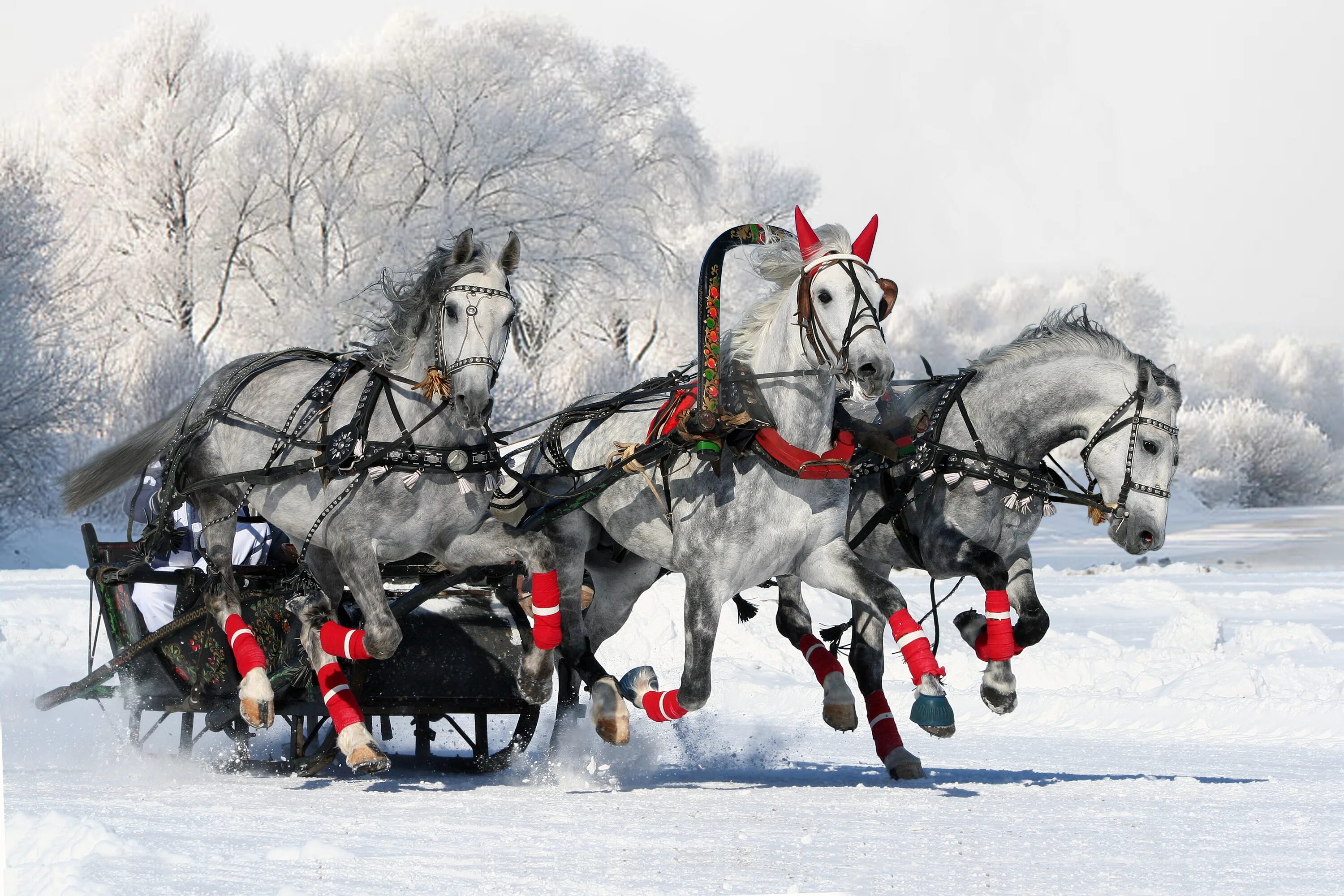 Тройка лошадей. Тройка зимних лошадей. Русская тройка белых лошадей. Конная упряжка тройка. Упряжь тройки.