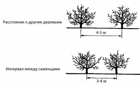 Яблони сажают на расстоянии