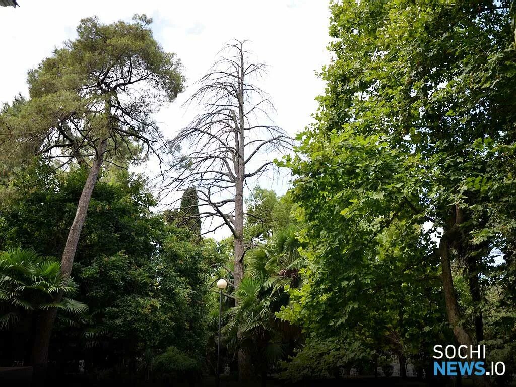 Деревья сочи с названиями. Ботанический сад в сухуми абхазия. Деревья сочи с названиями. Белоствольные деревья в сочи. Субтропики сочи дендрарий.