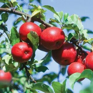 Вкусное яблоня