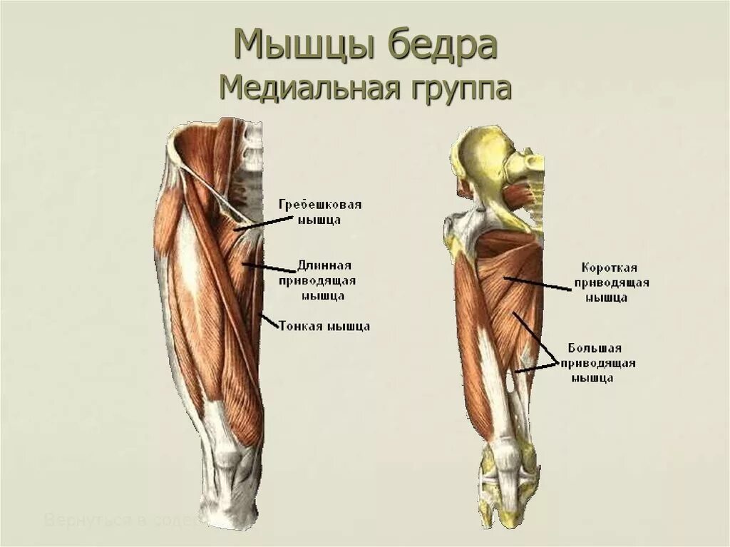 Функции приводящих мышц. Мышцы бедра передняя задняя медиальная. Мышцы бедра передняя поверхность анатомия. Аддукторы бедра мышцы. Аддукторы бедра мышцы анатомия.