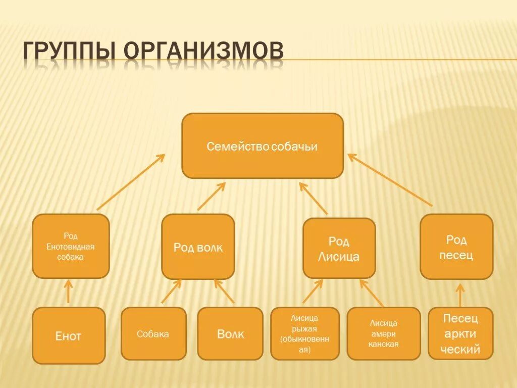 Группы организмов в биологии 7 класс. Группы организмов. Систематика. Группы органов. Все группы организмов.