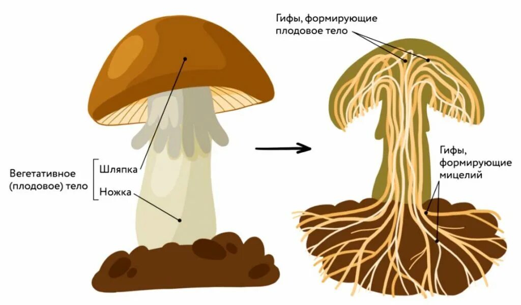 Строение шляпочного гриба 7 класс биология. Схема строения шляпочного гриба. Грибы строение шляпочных грибов. Схема плодовое тело шляпочного гриба. Строение шляпочного гриба строение.