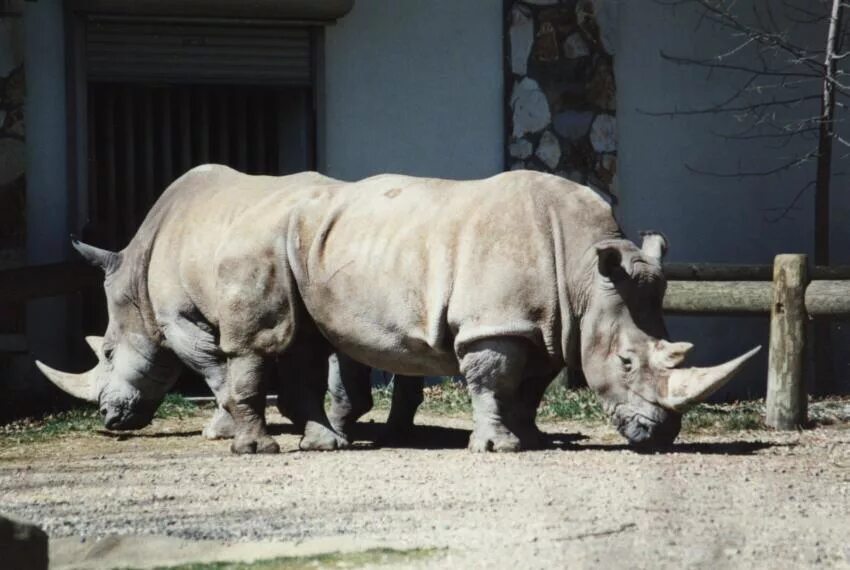 носорог вес. носорог вес и рост. носорог размеры. скульптура "носорог". анатомия носорога.