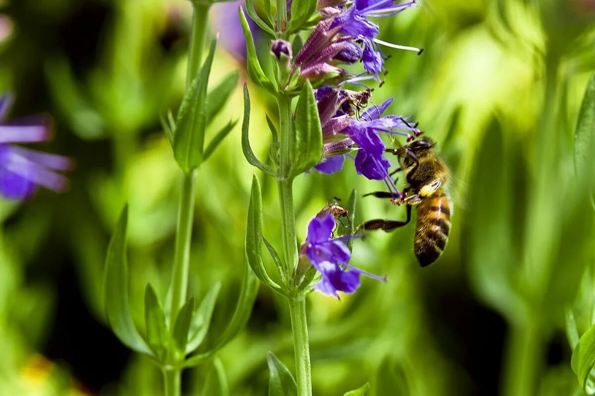 Иссоп растение. Иссоп лекарственный (Hyssopus officinalis). Иссоп медонос. Трава медонос иссоп. Иссоп лекарственный применение и противопоказания