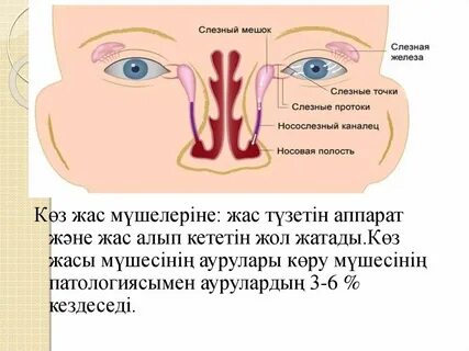 Анал және көз жасы онлайн