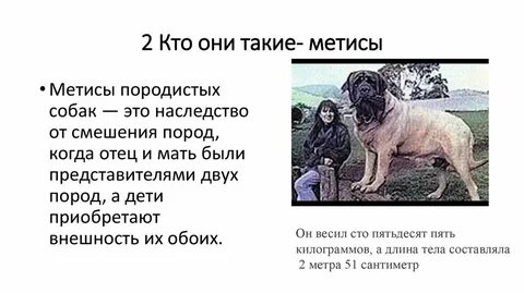 Песня мой щенок похож немного
