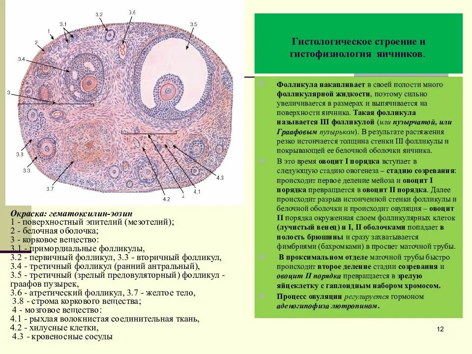 Созревание фолликула в яичнике происходит. Строение граффового фалекул. Строение фолликула яичника гистология. Строение фолликула гистология. Гистологическое строение фолликулов яичника.