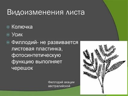 Видоизменение органа листа
