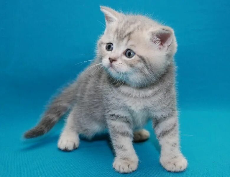 Шотландская кошка прямоухая. Шотландская прямоухая девочка. Шотландская кошка прямоухая. Шотландская кошка прямоухая серая. Шотландский скоттиш страйт.