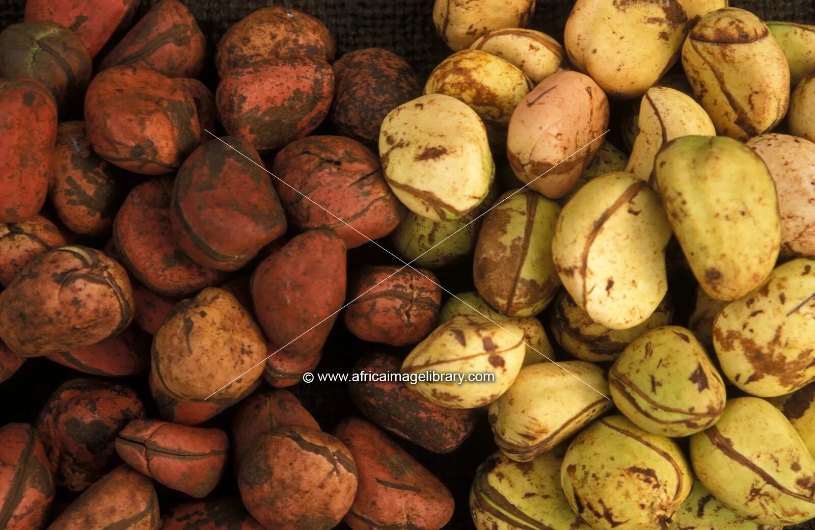 Орех колы купить. Африканский орех кола. Овощи Африки. Продукты в Африке. Африка орехи кола.