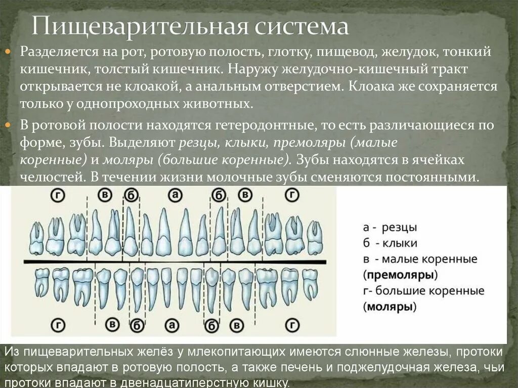 Дифференцировка кишечной трубки. Желудок млекопитающих. Анальное отверстие в пищеварительной системе. Спиральный клапан тонкого кишечника характерен для.