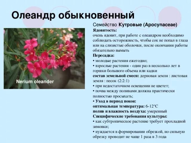 Элиандор растение ядовитое. Олеандр цветок ядовитый или нет. Олеандр обыкновенный описание. Олеандр цветок ядовитый или нет. Олеандр обыкновенный ядовитое.