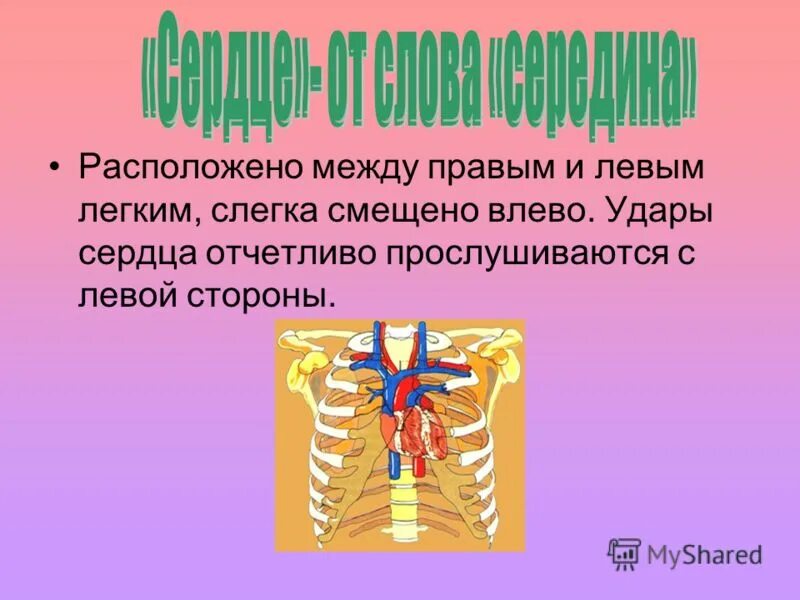 Между правыми и левыми 5. Между левым предсердием и левым желудочком расположен. Между правыми и левыми 5. Средостение анатомия человека. Между левым и правым желудочком.