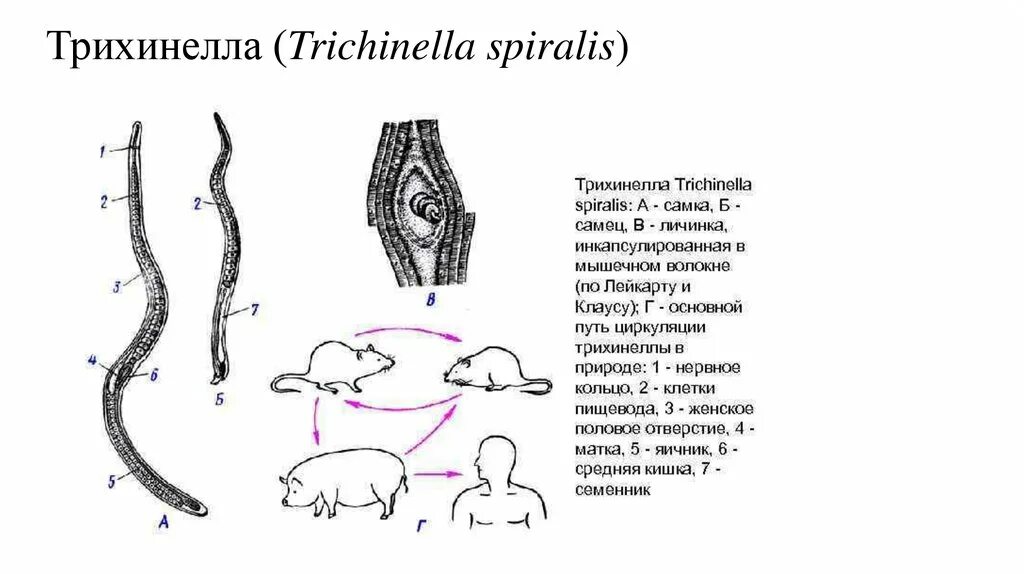 Трихинелла (Trichinella spiralis). Строение личинки трихинеллы. Trichinella spiralis морфология. Трихинелла Спиралис личинки.