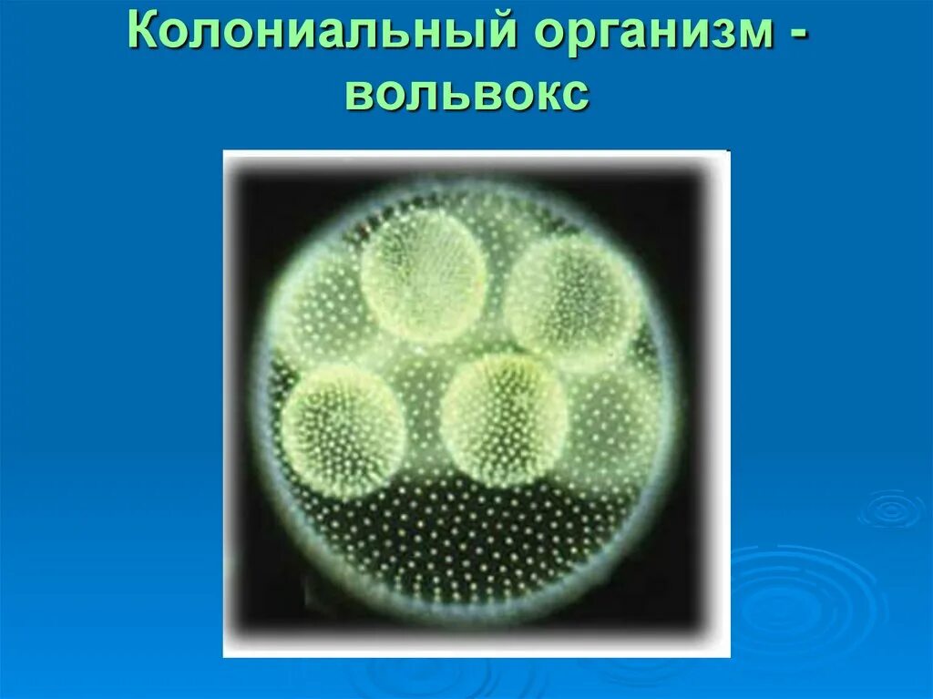 Колониальная одноклеточная водоросль. Колониальные жгутиконосцы вольвокс. Вольвокс колониальный организм. Вольвоксик одноклеточное. Одноклеточные водоросли вольвокс.