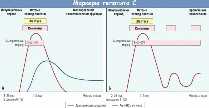 Острый гепатит маркеры. Инкубационный период гепатита с. Гепатит с инкубационный период Длительность. Гепатит период инкубации. Длительность инкубационного периода при гепатите в составляет:.