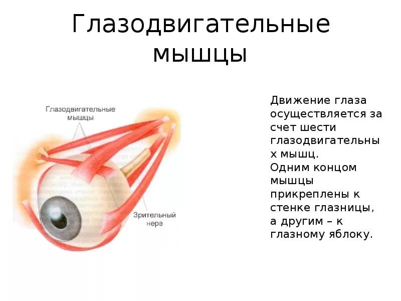 Глазодвигательные мышцы. Глазодвигательные мышцы глаза. Глазодвигательные мышцы схема. Мышцы глазодвигательного нерва. Места крепления глазодвигательных мышц