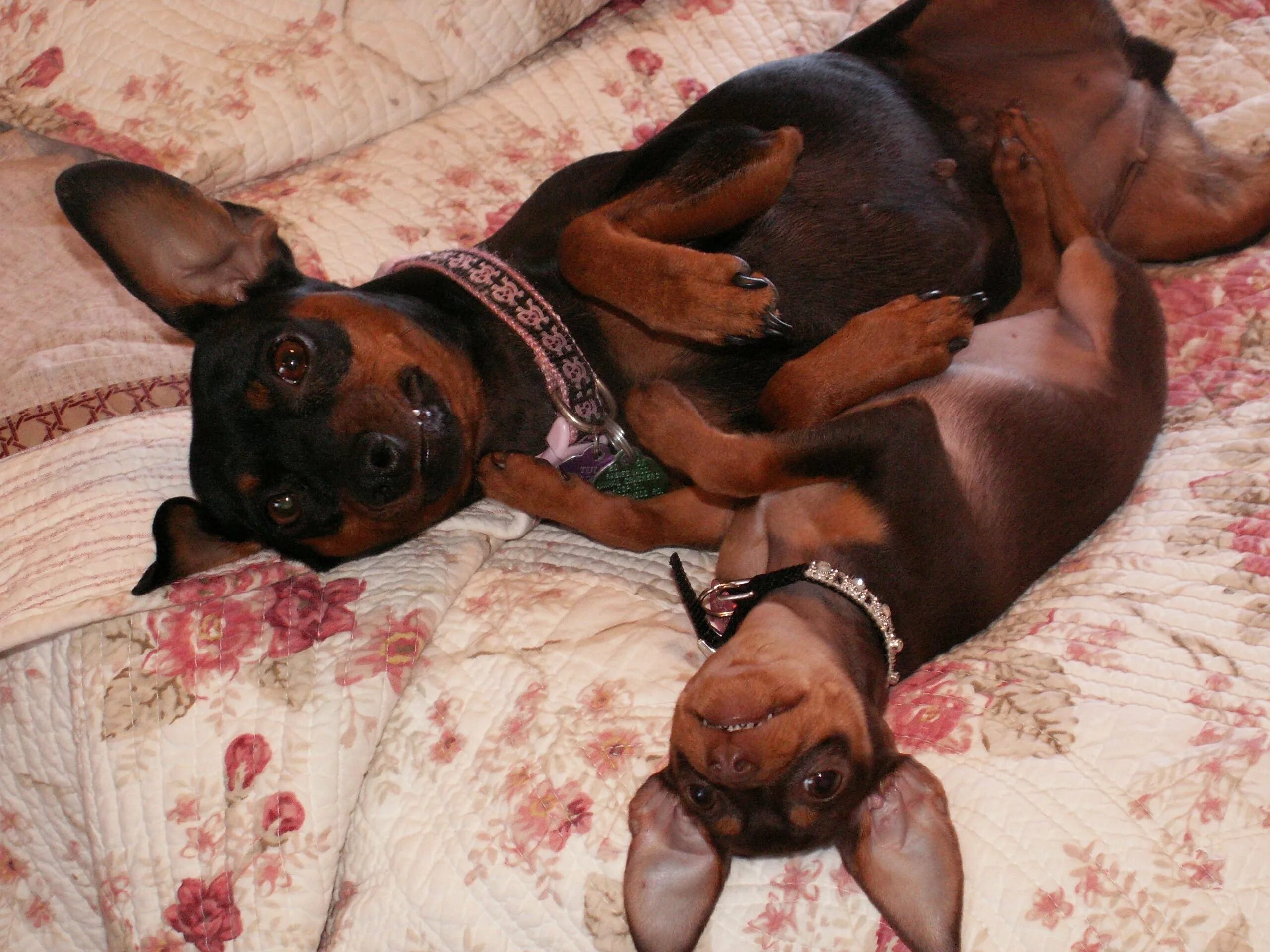 Цвергпинчер течка. Карликовый пинчер шоколадный. доберман-пинчер шоколадный. цвергпинчер шоколадный. цвергпинчер беременность.