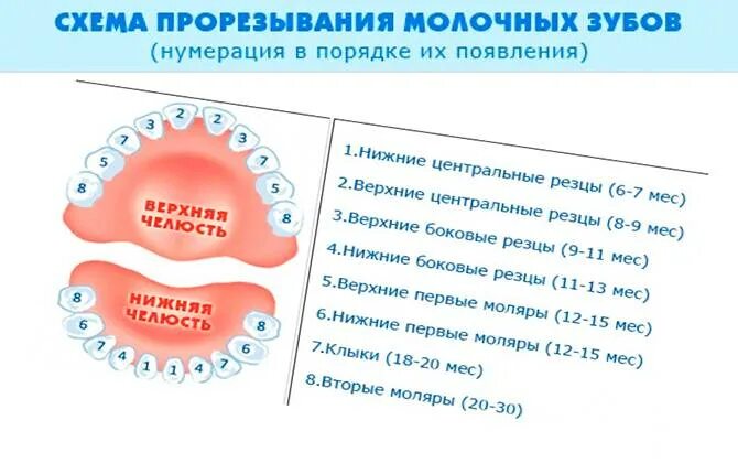 Температура на зубы как отличить. Схема прорезывания зубов у детей. Зубы порядок прорезывания. Схема прорезывания молочных зубов у детей. Схема прорезывания зубов у детей до 3.