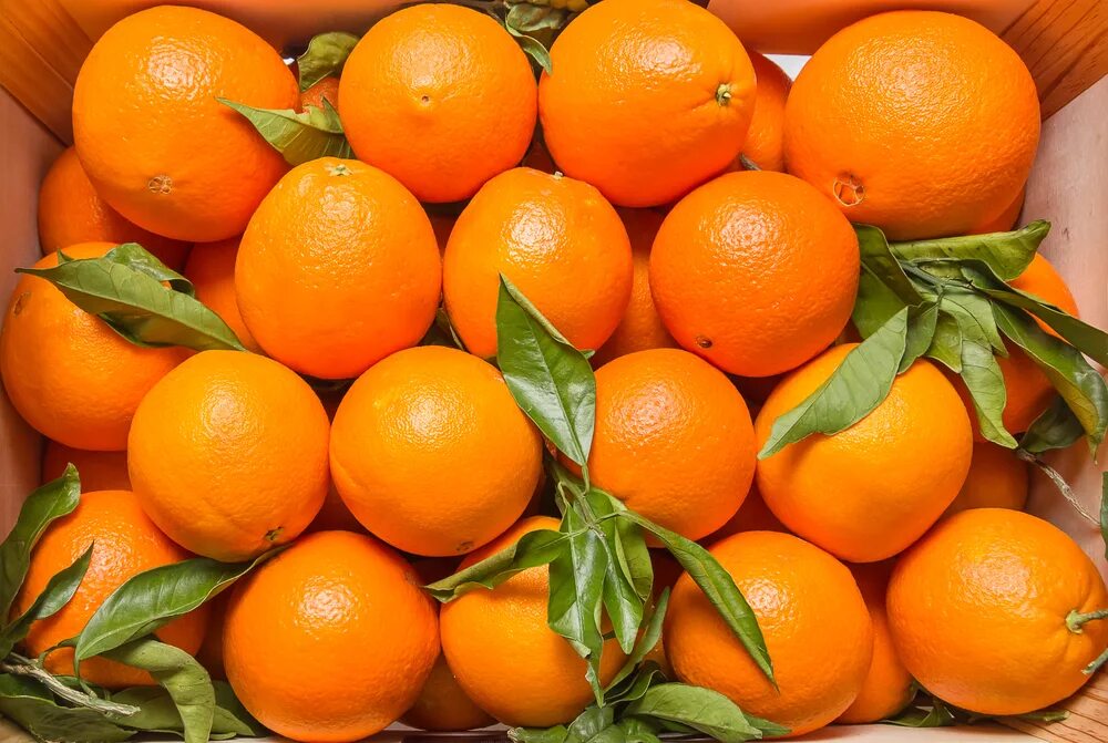 Big oranges