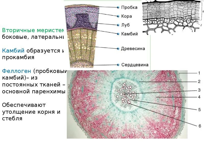 Образовательная ткань растений особенности. Ткани растений образовательная ткань камбий. Меристема и паренхима. Меристема ткани растений. Образовательная ткань растений стебель.